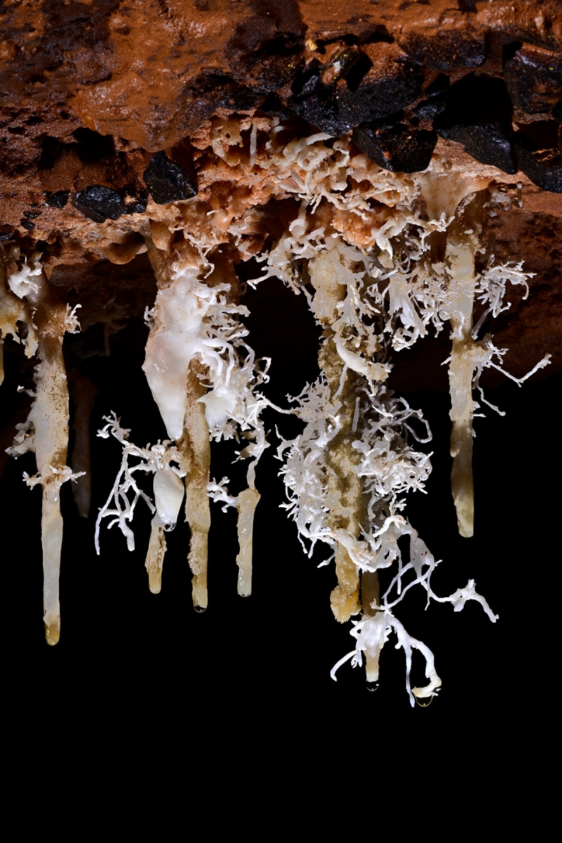 Caverna Angelica (Terra Ronca, Goias) - Ensemble de concrétions d'aragonite sur un plafond rouge